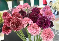 The Scabiosa from the Scoop Series from Danzinger.